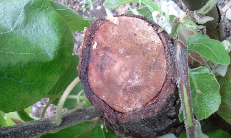 강소농 육성을 위한 키위재배기술컨설팅 현장